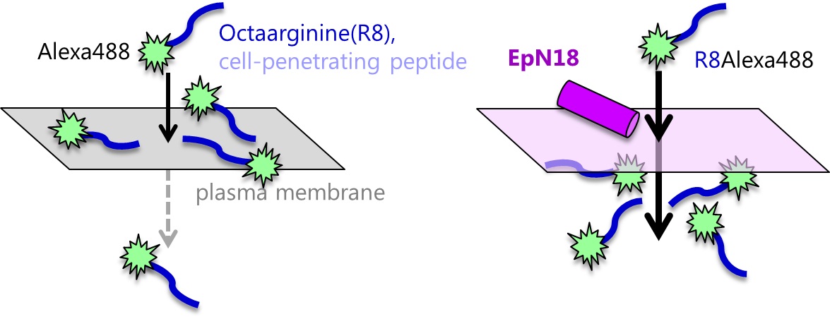 R8-translocation: 